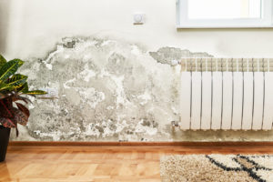 mold mildew home remediation